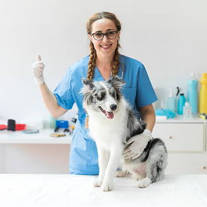 Veterinarias y estéticas animales